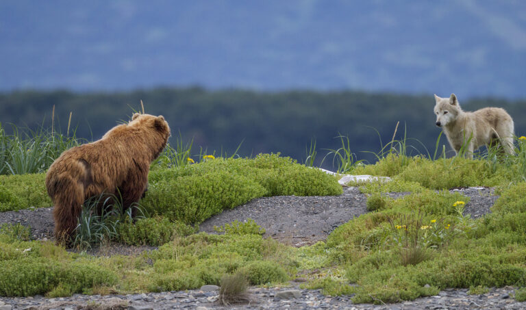 bears